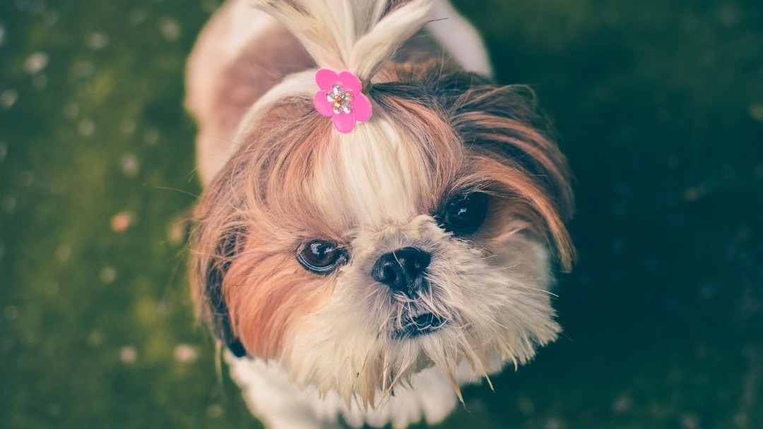 Shih Tzu 