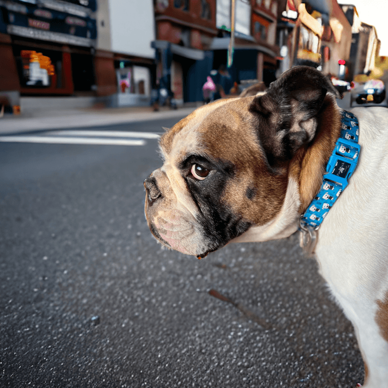 Pawlook Köpek Boyun Tasması Cute