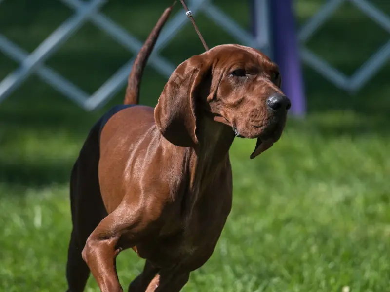 Zarif duruşlu, güçlü ve atletik redbona rakun tazısı