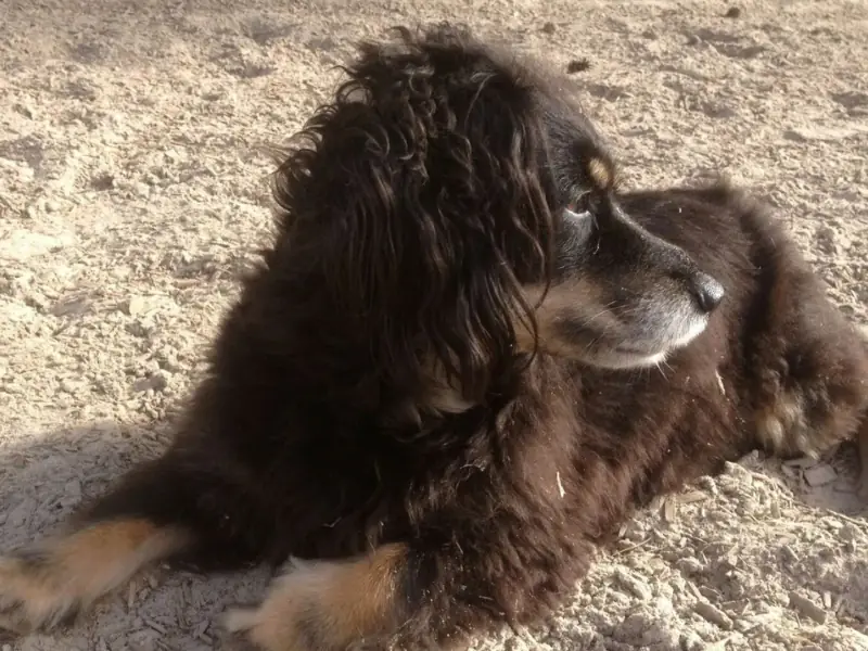 Uzun tüylü Alopekis köpeği, zeki ve enerjik Yunan ırkıdır