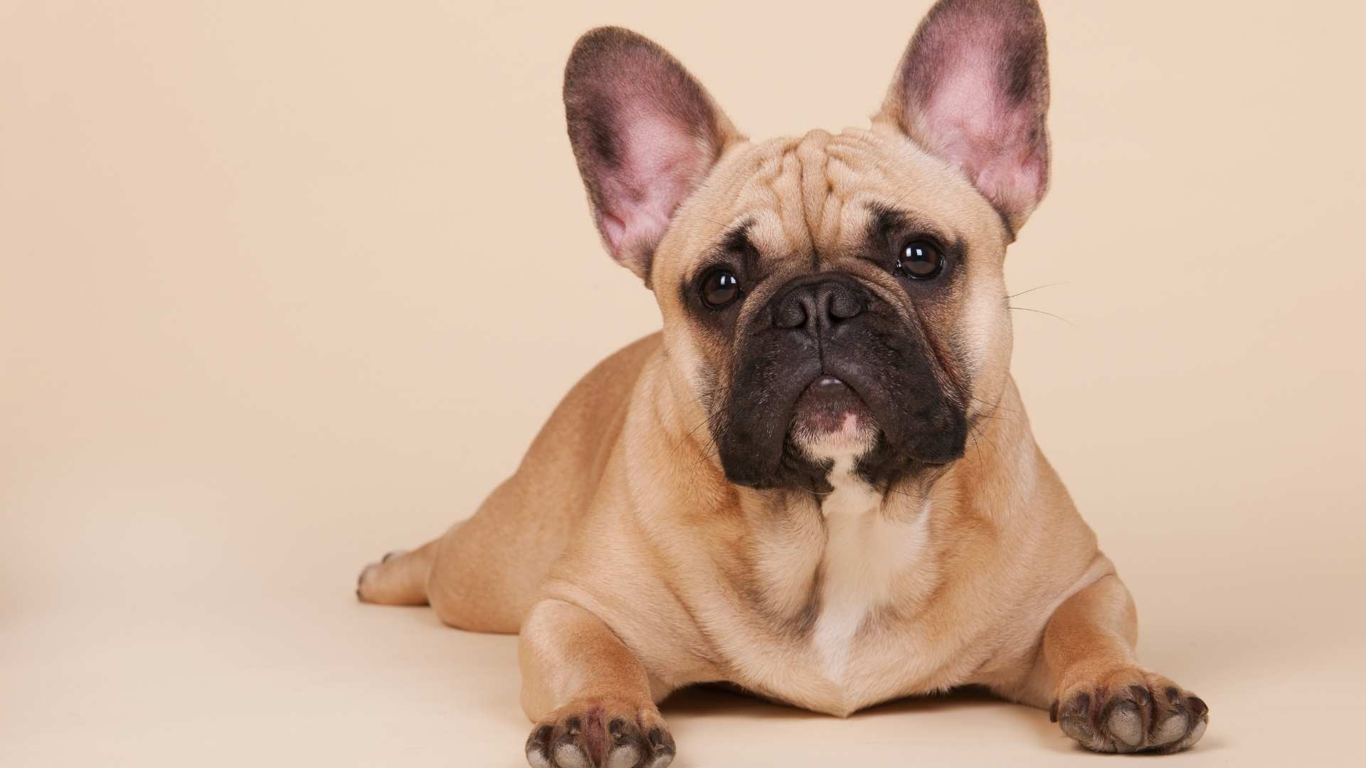 French Bulldog Fiyatları - Özellikleri ve Bakım ipuçları