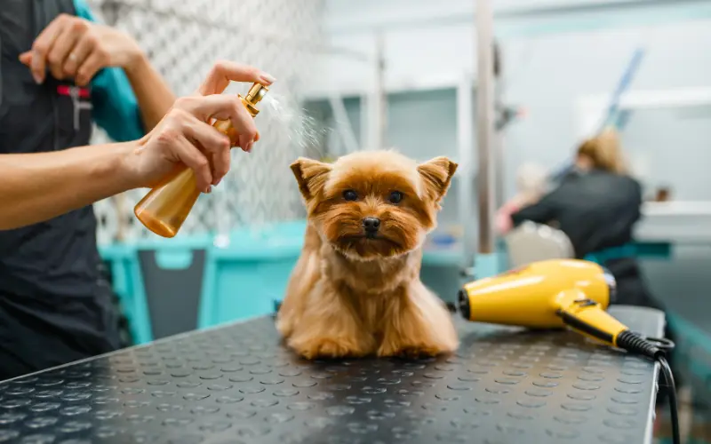 Pet Sprey ve Şekillendiriciler