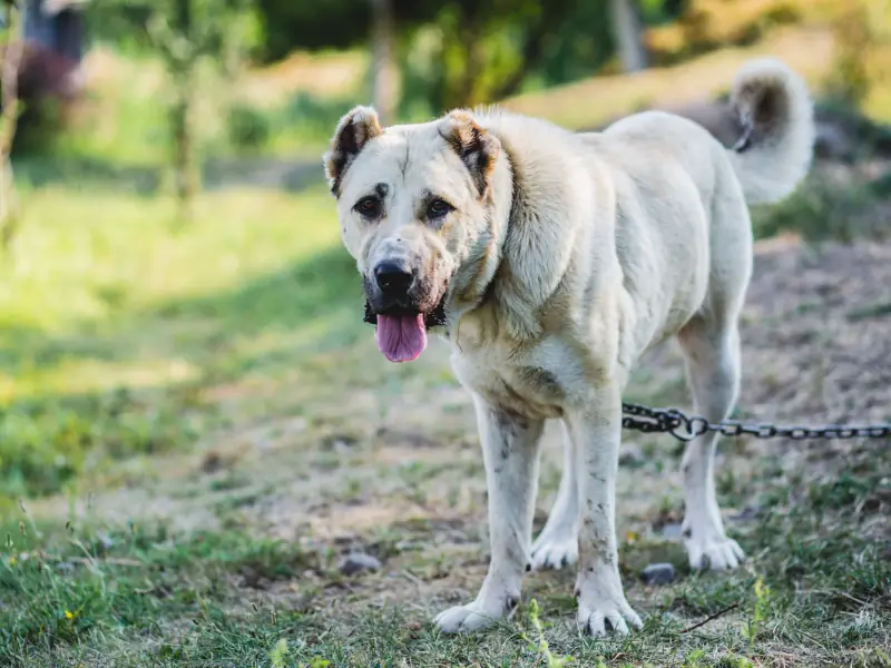 Armenian Gampr çoban köpeği doğada duran güçlü ve koruyucu köpek