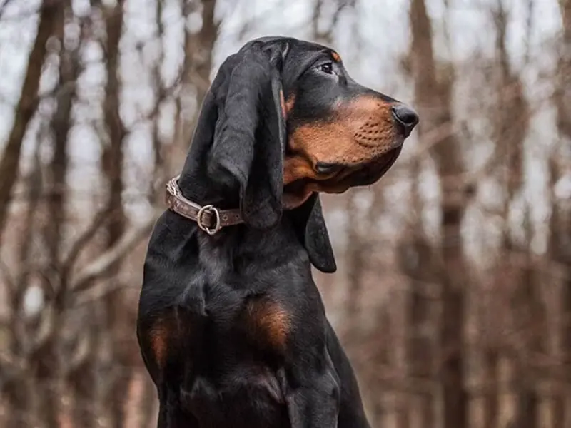Siyah ve açık kahverengi rakun tazısı, orman arka planında dikkatli şekilde etrafı izlerken portre görünümü.