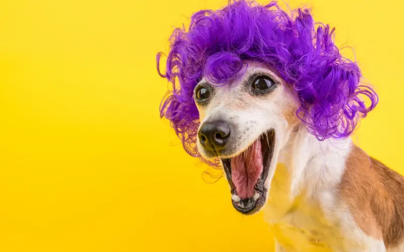 Köpek Kuaförlüğünde Moda Trendler