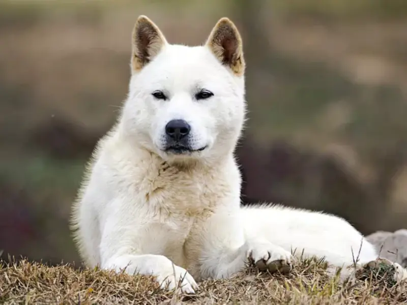 Asil duruşlu Korean Jindo köpeği doğada dinleniyor<br>