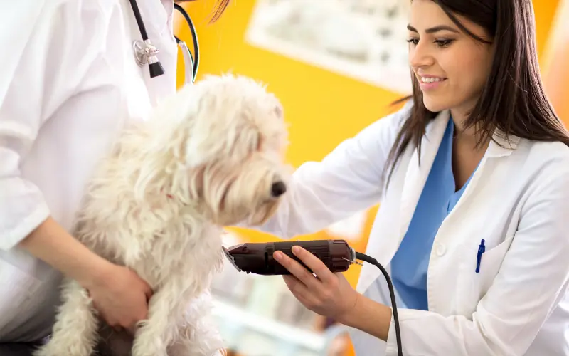 Pet Tıraş Makinesi