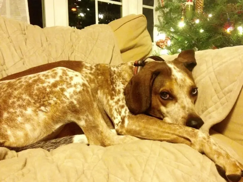 Redbone Coonhound (Redbone Rakun Tazısı) köpek cinsi