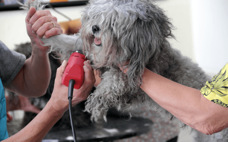 Köpekleri Tıraş Etmenin Püf Noktaları Nelerdir
