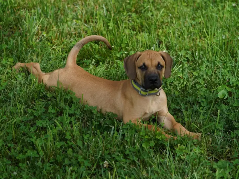 Çimlerin üzerinde uzanan, siyah maskeli sevimli bir Black Mouth Cur yavrusu