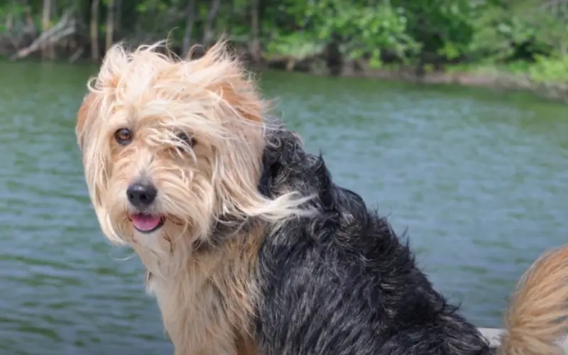 Poogle Hakkında Merak Edilenler