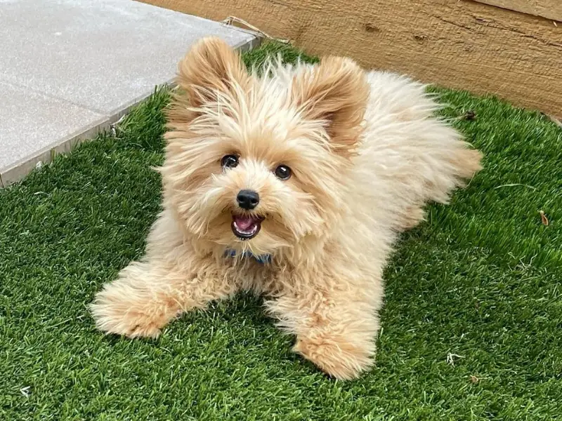 Pomeranian ve Poodle melezi olan Poomapo köpeğinin karakteristik görünümü