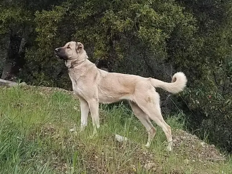 Armenian Gampr köpeği açık arazide duran büyük ve dayanıklı çoban köpeği