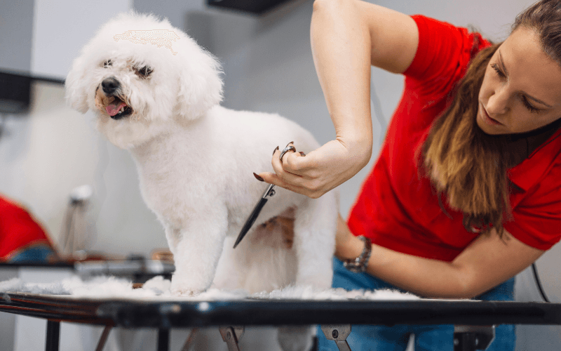Köpek Tıraşı Nasıl Yapılır