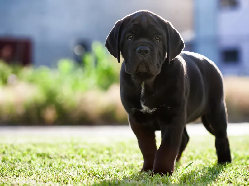 Eğitim odaklı poz veren Cane Corso, zeki ve itaatkâr yapısıyla koruma eğitimi için tercih edilen bir ırk