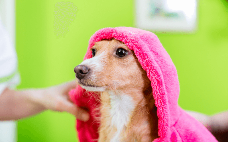 Köpek Kuaföründe Bakımların Önemi