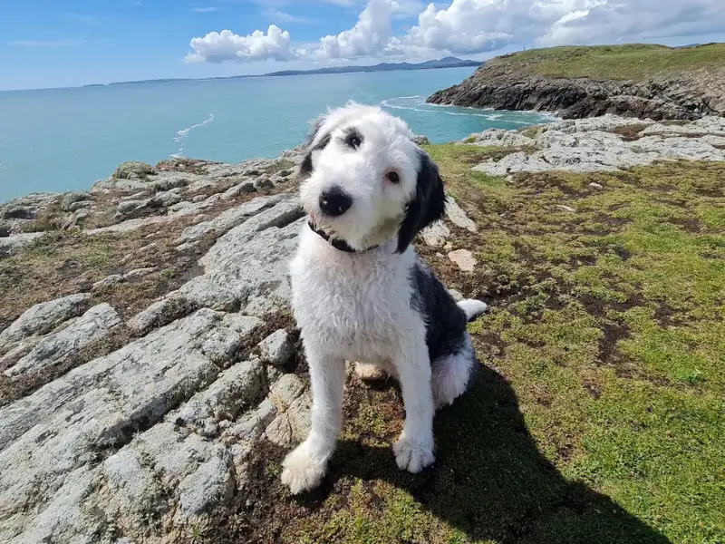 Yumuşacık tüyleri ve dost canlısı ifadesiyle Old English Sheepdog