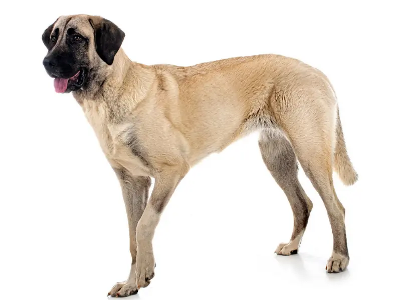 Kısa tüylü, güçlü ve çevik yapısıyla bilinen Turkish Hound köpek ırkı.