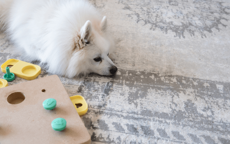 Köpekler Oyun Oynamazsa Ne Olur?