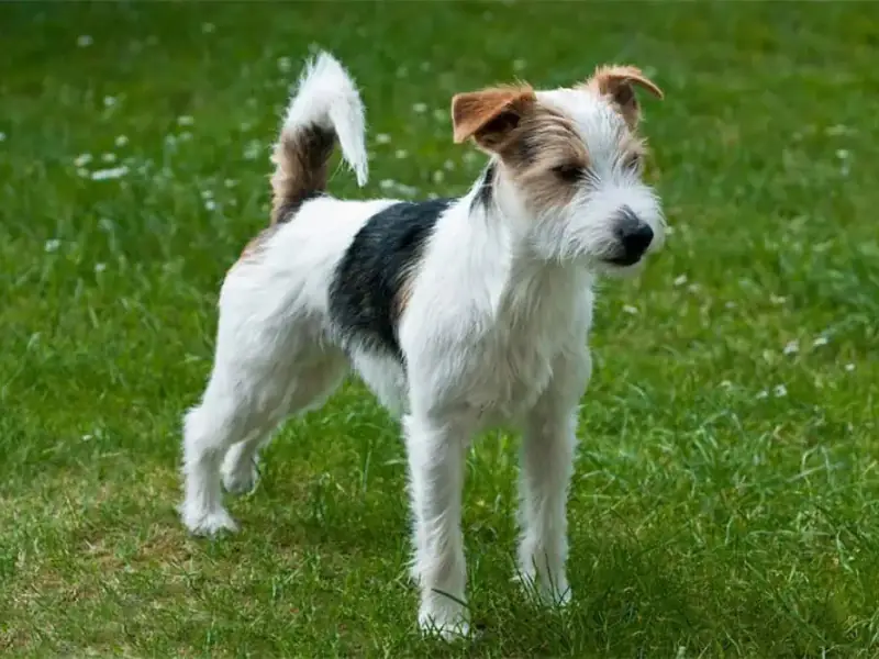 Parson Russell Terrier köpek cinsi sevgi dolu bakışlarıyla çim alanda ayakta duran enerjik terrier