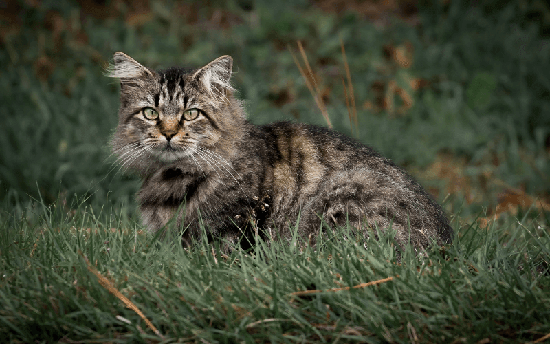 Uzun Tüylü Kedi Irkları