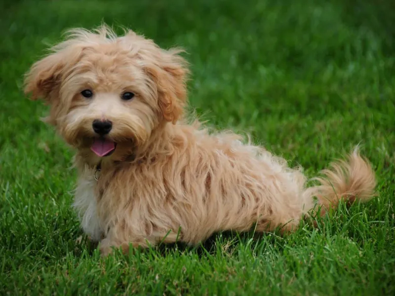 Peekapoo köpek, dalgalı tüyleri ve sevimli bakışlarıyla ailenin neşesi
