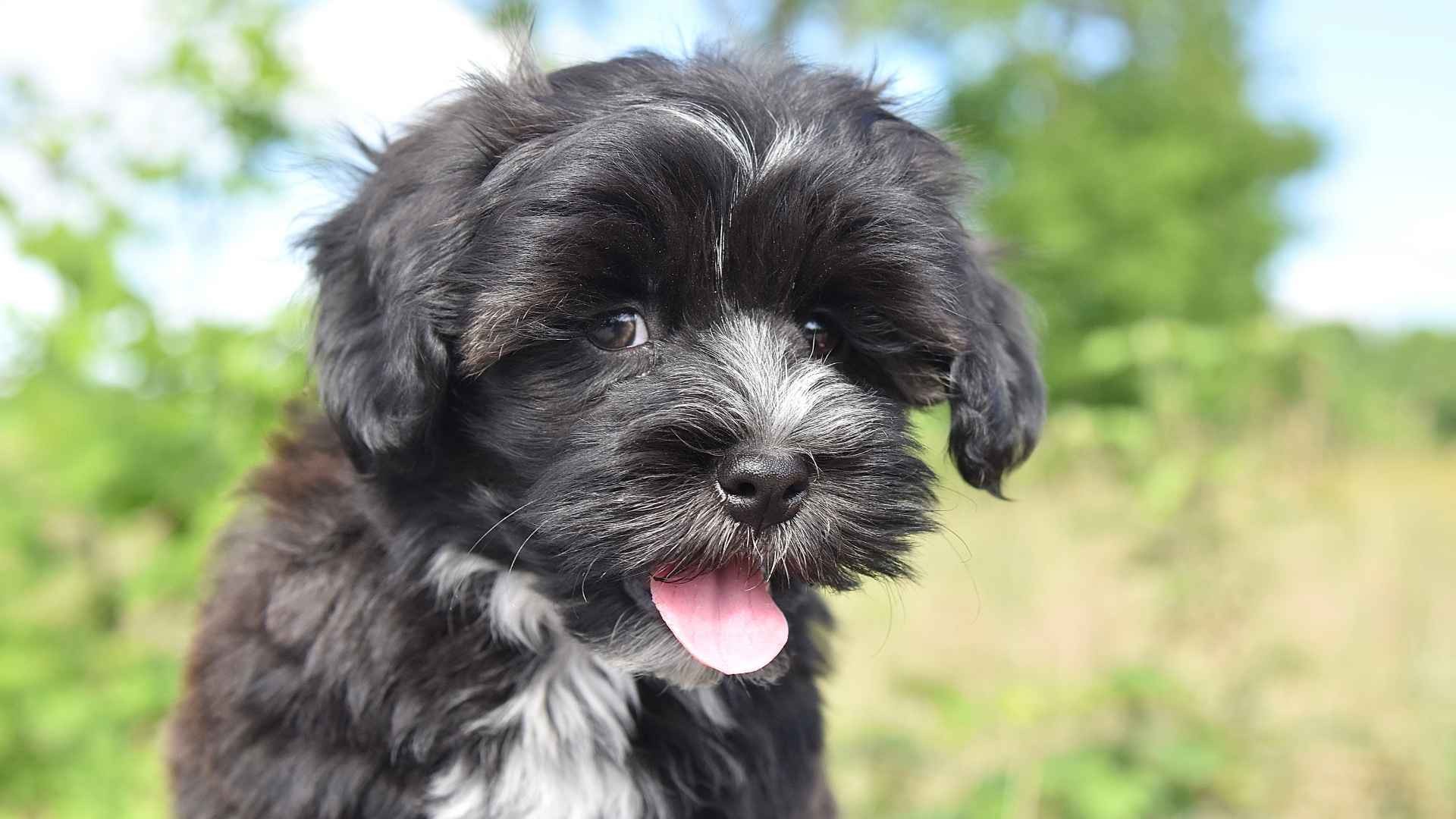 Havanese Fiyatları - Özellikleri ve Bakımı