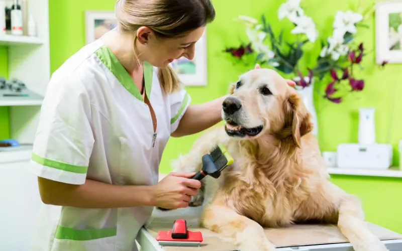 Pet Tüy Bakımı İçin İhtiyaç Duyulan Ürünler