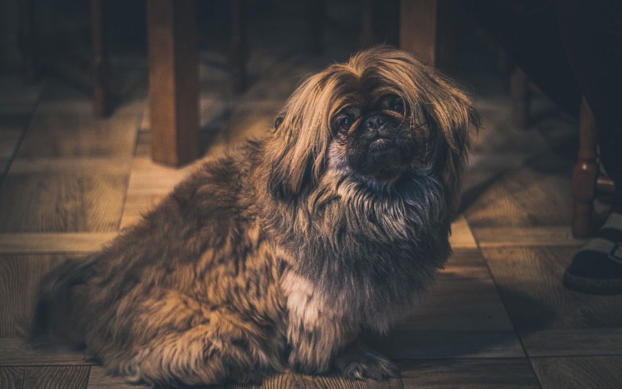 Pekingese Köpek Fiyatları ve Bakımları