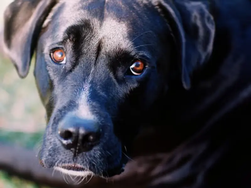 Siyah Boxador köpeğin duygulu bakışlarını gösteren yakın plan köpek portresi