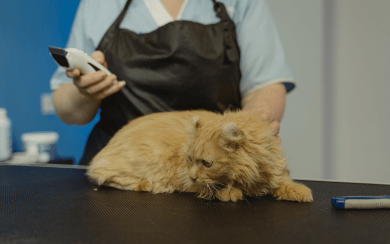 Kedi Tüy Kısaltma Makinesi Satın Alırken Nelere Dikkat Edilmeli?