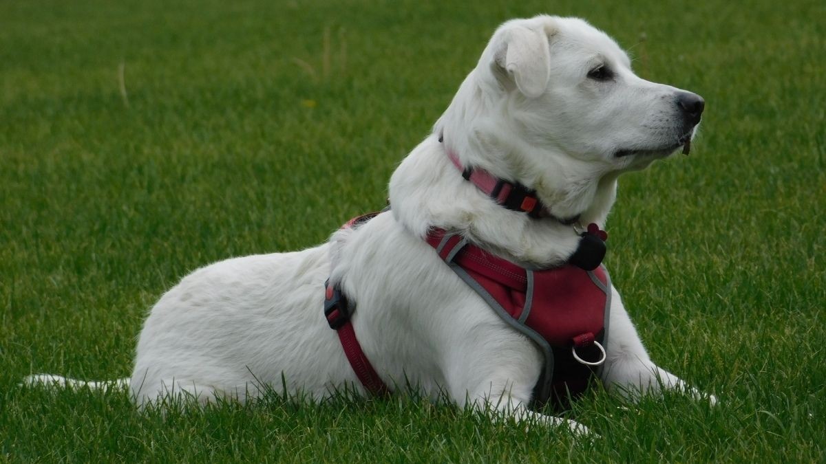 Akbaş Çoban Köpeği Irkı ve Özellikleri