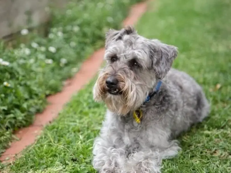 Zeki bakışları ve yumuşak tüylü yapısıyla sevimli Schnoodle köpeği