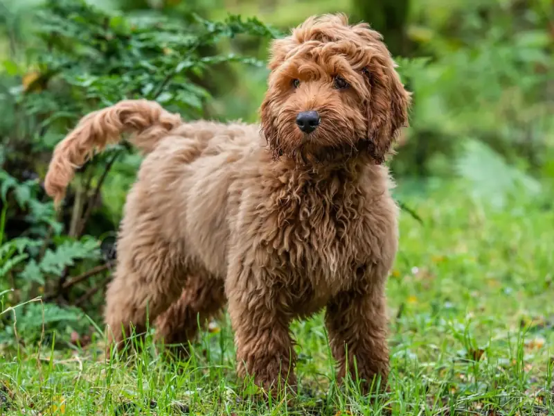 Sevimli görünümlü Cockapoo köpek ırkı