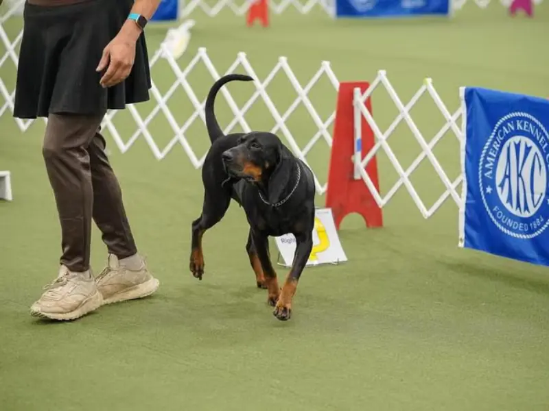 Siyah ve açık kahverengi rakun tazısı, köpek yarışmasında sahibinin yanında yürüyüş yaparken sergileniyor.