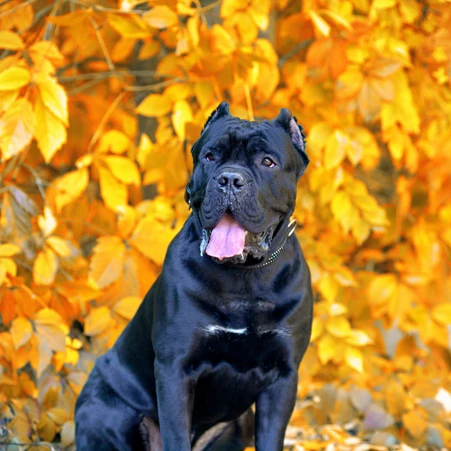 Cane Corso Italiano Köpek Özellikleri ve Bakım Önerileri