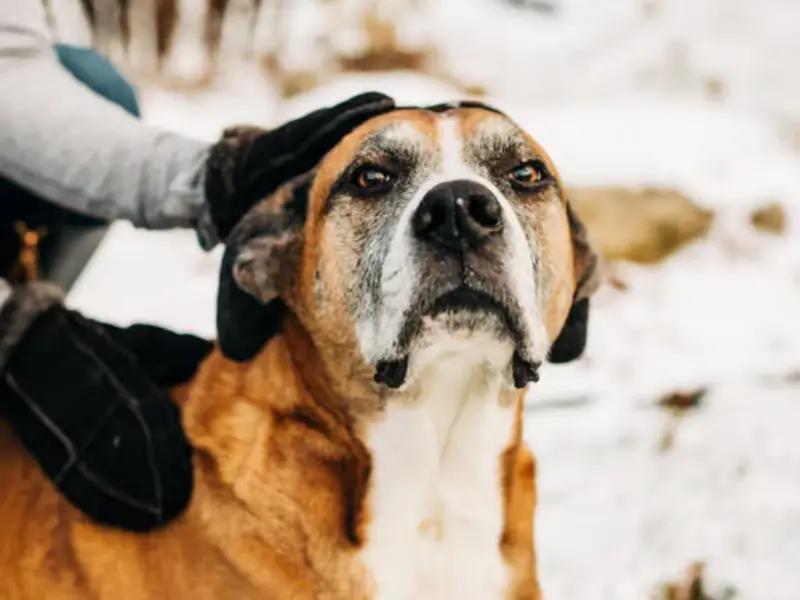 Kahverengi beyaz Boxador köpeğin dış mekânda çekilmiş doğal fotoğrafı