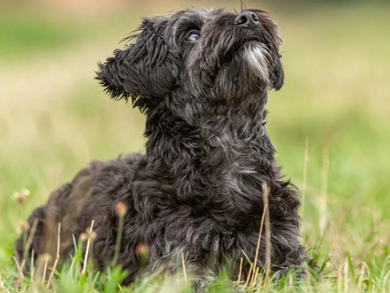 Yorkipoo’nun pati bakımı ve sağlıklı yaşam için gerekli ipuçları