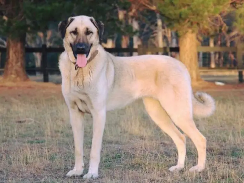 Atletik yapısı ve güçlü duruşuyla dikkat çeken Turkish Hound köpeği