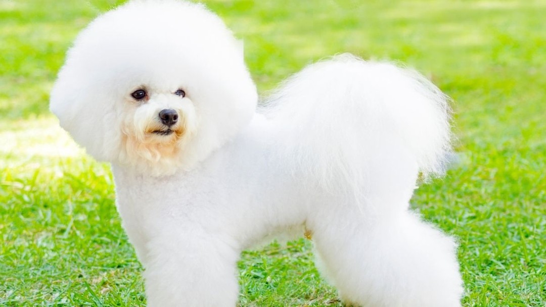 Bichon Frise 