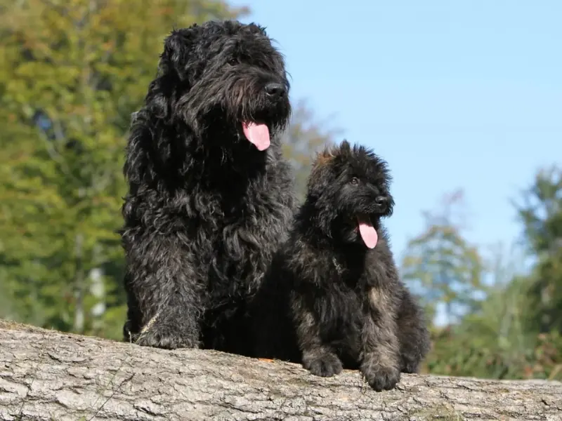 Bouvier des Flandres cinsi yetişkin ve yavru köpekler