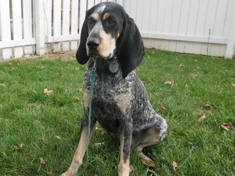 Çim üzerinde oturan Mavi Benekli Rakun Tazısı