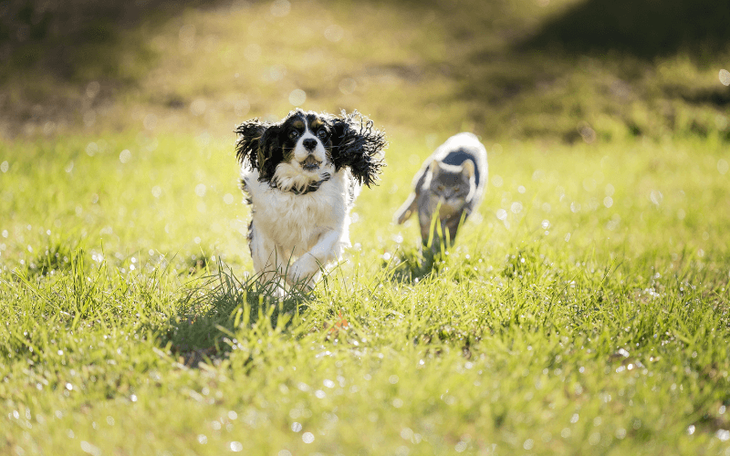 Köpekler Çimlerde Oynamayı Neden Sever