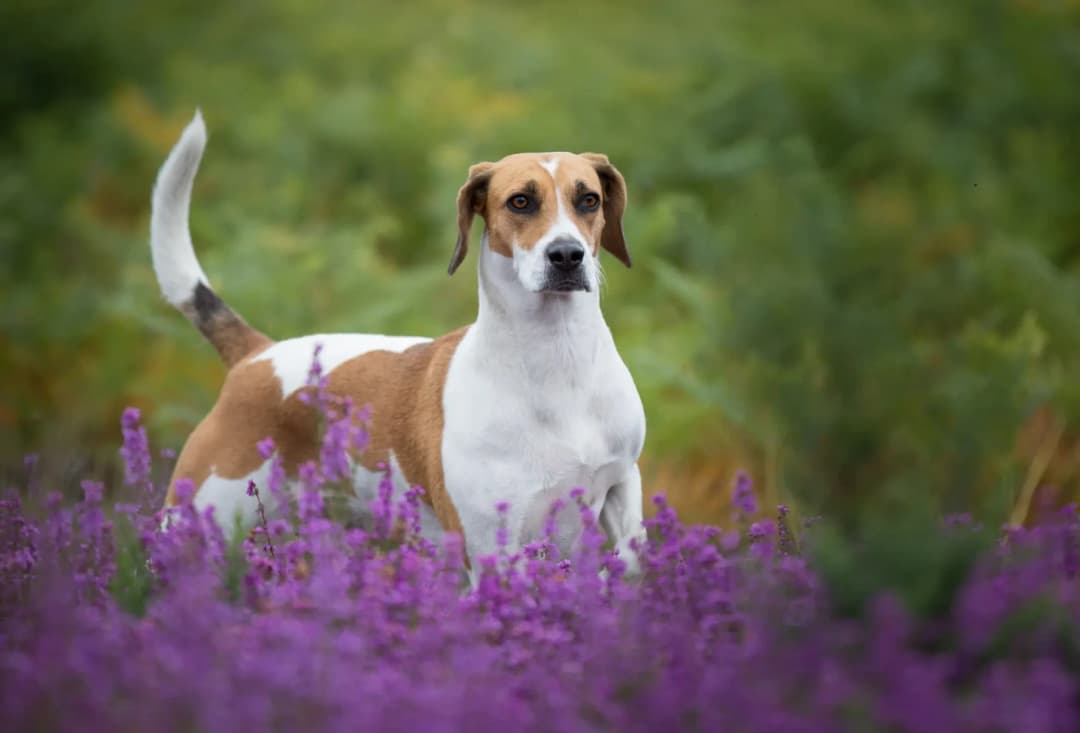 Doğada mor çiçekler arasında poz veren Harrier köpeği