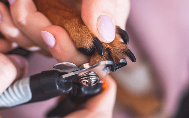 Köpek Tırnak Kesimi