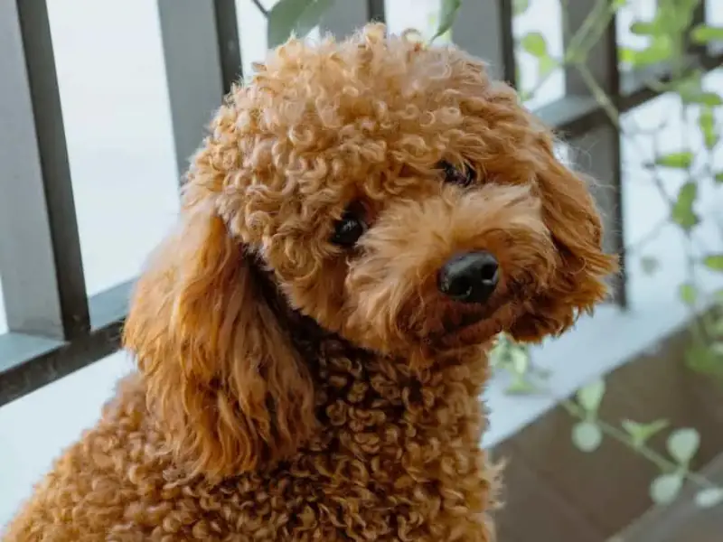 Sevimli bakışlara sahip Poochon cinsi küçük köpek