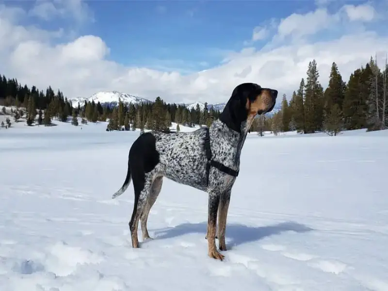 Karlı arazide ayakta duran Mavi Benekli Rakun Tazısı