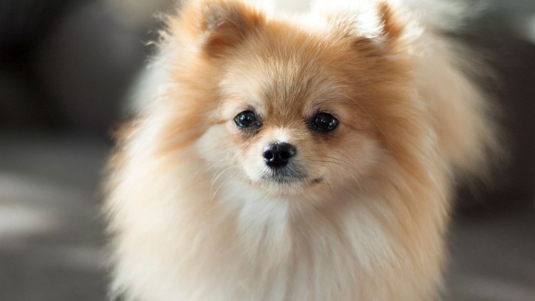 Pomeranian 