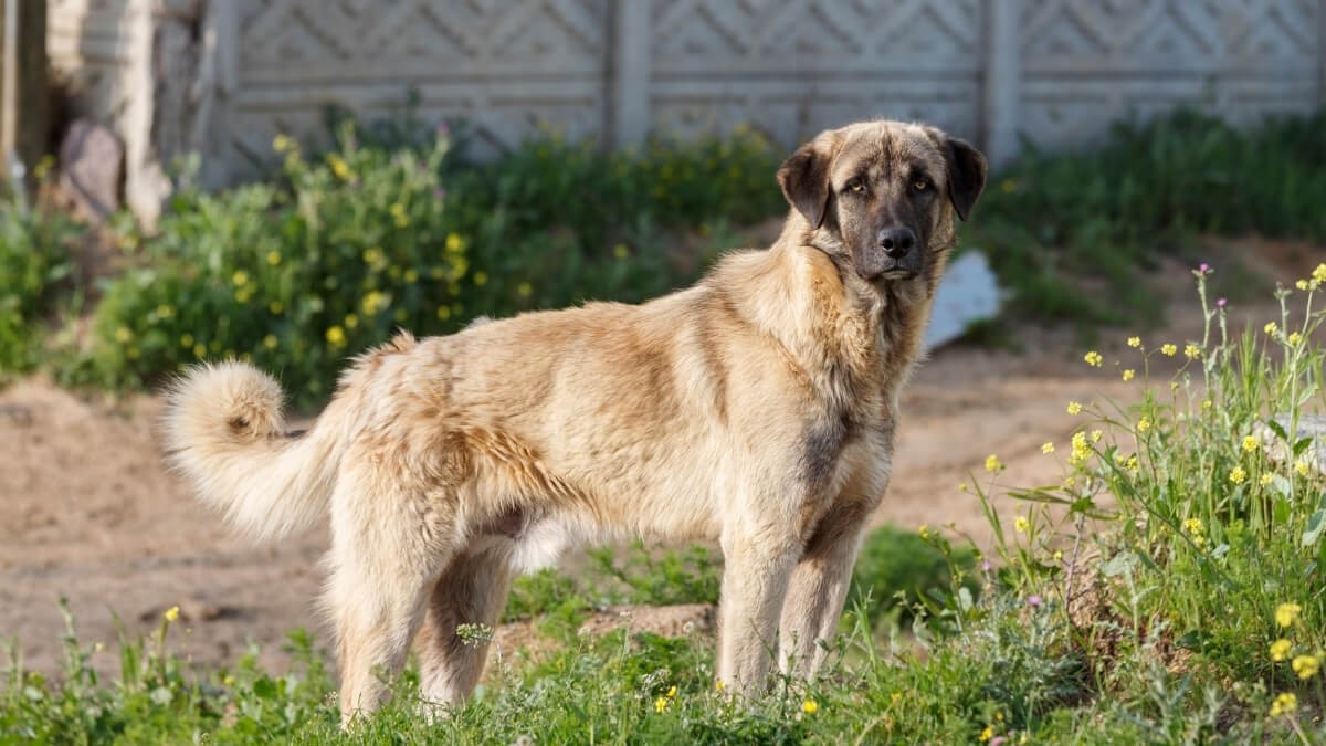 Anadolu Çoban Köpeği - Özellikleri, Bakımı ve Fiyatları