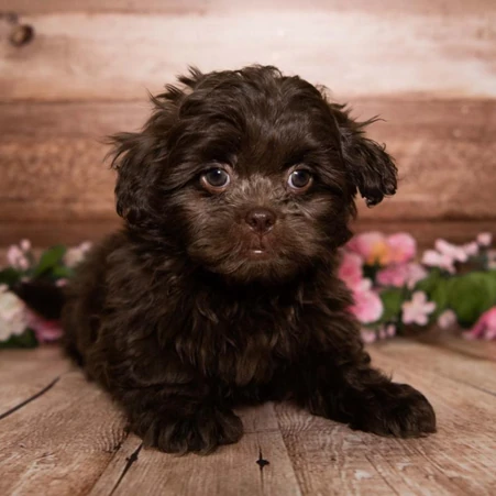 Peekapoo Köpek Irkı Özellikleri, Karakteri ve Bakım İpuçları